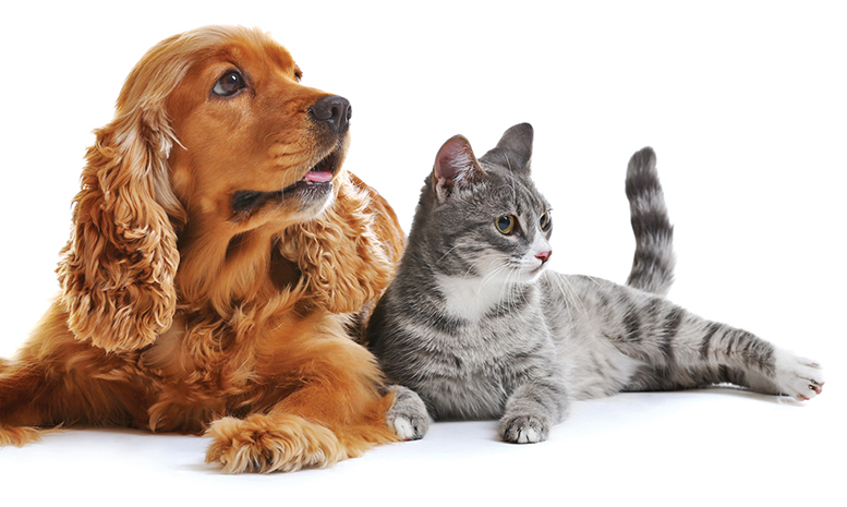Pet Care